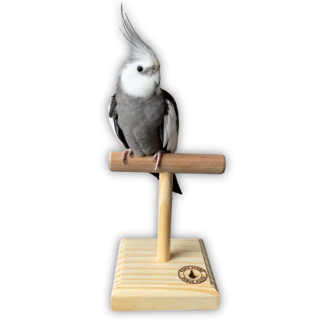 Psita Store Poleiro de treino e pesagem — Psita Store poleiro natural de treino e pesagem