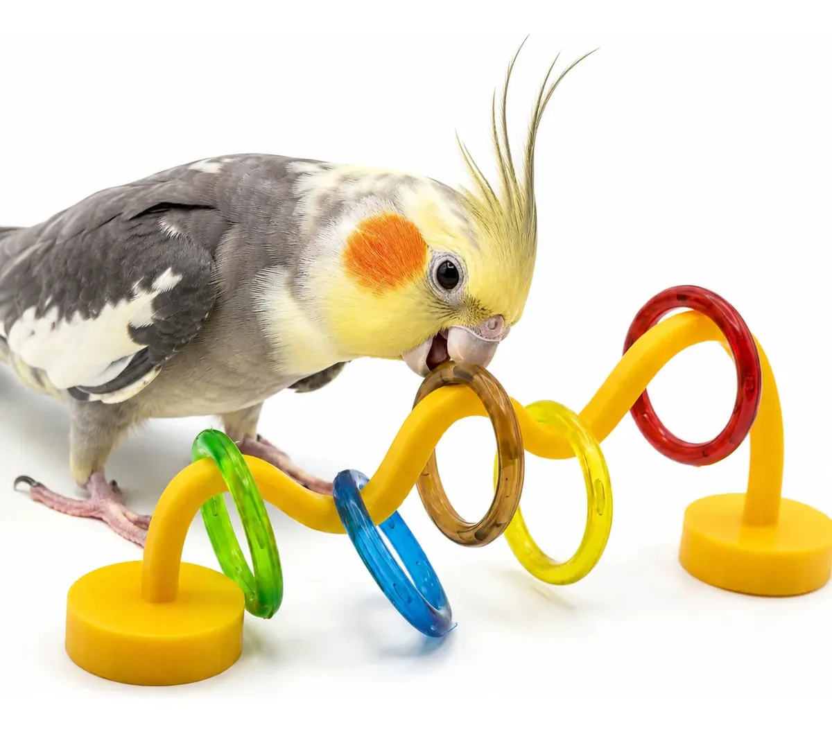 Avuk Pet Passa Argola — Sortido; cor sem escolha